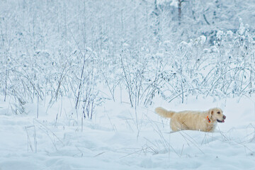 white Labrador dog closeup photo on snowy forest background