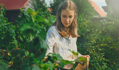 Tween girl collects red currants in the country.