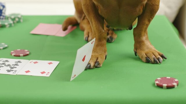 Close-up of a dachshund stands on a table with a poker game and cards. Clever dog.