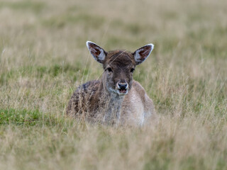 Fototapeta premium Fallow Deer Doe Close up