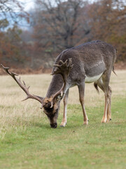 Fallow Deer Buck Feeding on Grass
