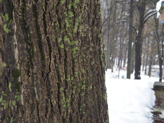 snow covered trees