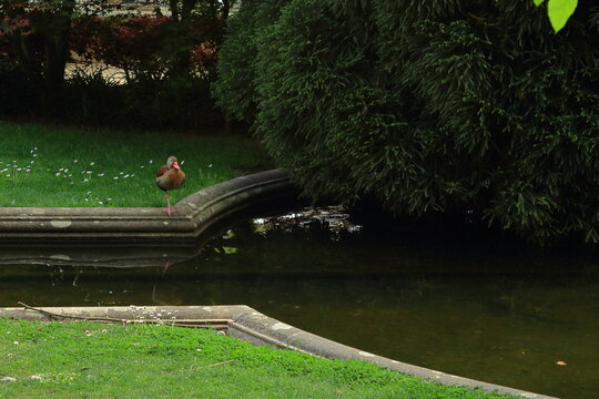 Pato en el estanque