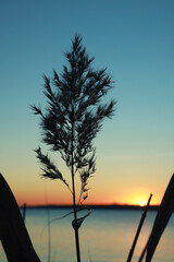Beautiful reed near river at sunset, closeup