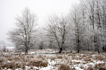 Zima, zimowy krajobraz, zimowe drzewa, oszronione drzewa, śnieg, zimowe krajobrazy, łąka zimą, Polska zimą, 