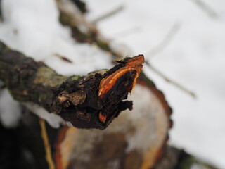 butterfly on tree
