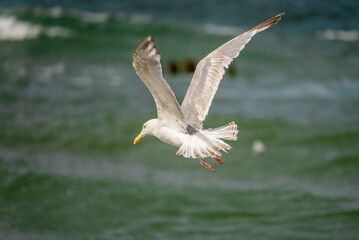 A soaring seagull on the background of the sea.