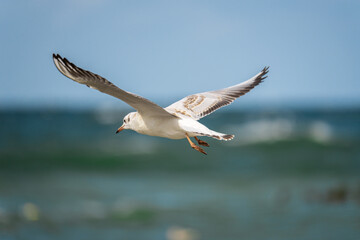 A soaring seagull on the background of the sea.