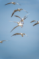 Different angles of sea gulls against the sky