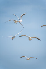 Different angles of sea gulls against the sky