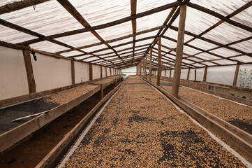 Fototapeta na wymiar Coffee agronomy drying beans in hangar with foof