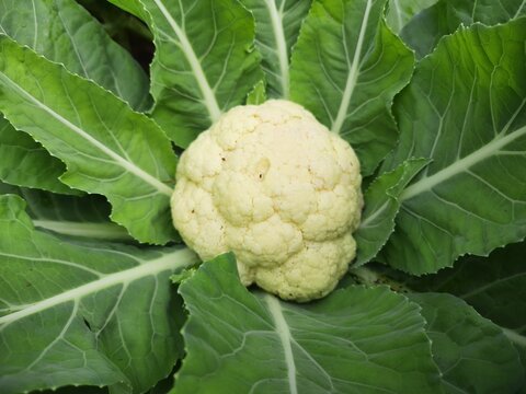 Cauliflower Is One Of Several Vegetables In The Species In The Genus Brassica, Which Is In The Brassicaceae Family. Its Other Names Brassica Oleracea, Includes Broccoli, Brussels Sprouts,cabbage, Cole