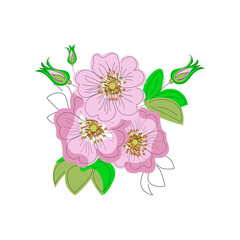 Rose hips flowers Vector graphics Suitable for prints, postcard design, fabric, poster. 