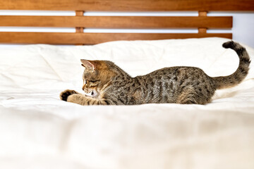 Cute tabby kitten plays on white blanket on the bed. Funny home pet. Concept of relaxing and cozy wellbeing.