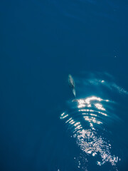 Aerial view of alone Bottlenose dolphin in Black sea