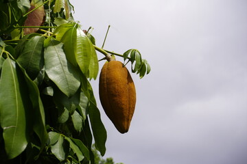 Malabar chestnut fruit, Malvaceae family.  Amazonas, Brazil