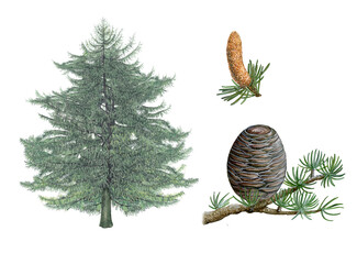 Fototapeta na wymiar realistic botanic hand drawn watercolor illustration of Atlas cedar (Cedrus atlantica) with tree, flower,ì and a branch with pine cone isolated on white A