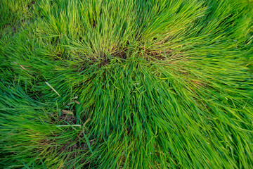 green long grass