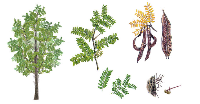 botanic realistic watercolor hand drawn illustration of Honey locust ( Gleditsia triacanthos) with leaves, flowers, pods with seeds and bark with thorns isolated on white