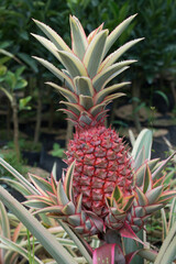 Obraz premium The red Pineapple tropical fruit with green leaves growing on a farm.