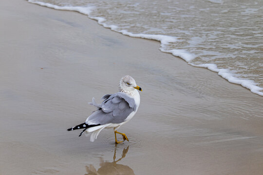 Seagull getting his Feathers Ruffled