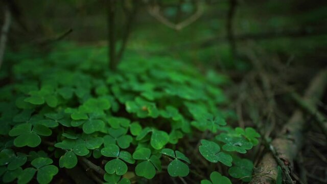 clever foliage in the woods. green tri leaf on the forest ground