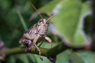 grasshopper on a branch