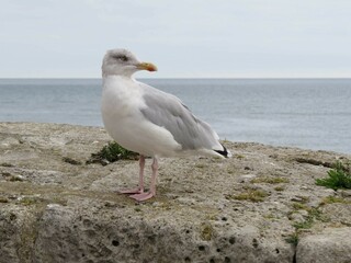 common gull perched on a rock with the sea in  the background