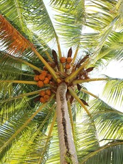 coconut palm trees
