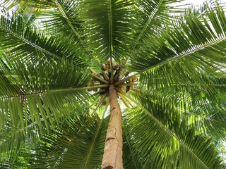 coconut palm trees