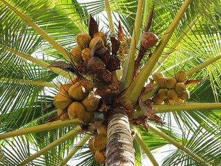 coconut tree with coconuts
