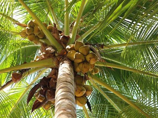 coconut tree with coconuts
