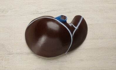 Model of liver on white wooden table, top view