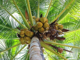 coconut tree with coconuts