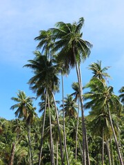 palm trees on sky