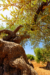 Die Sonne scheint durch die Blatter eines Olivenbaumes