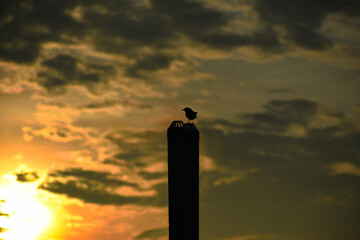 silhouette of bird