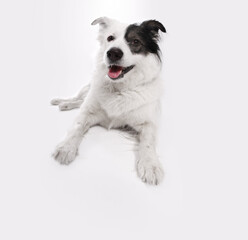 Black and white mongrel dog on empty light gray background with copy space.