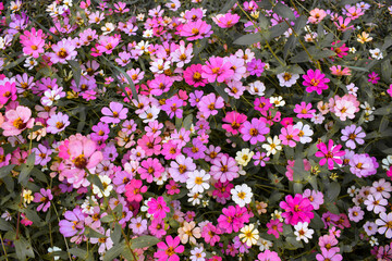 flowers in the garden