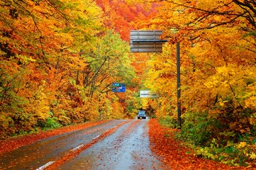 Naklejka premium Scenery of a car driving on a highway ( Hakkoda Towada Gold Line ) through a beautiful autumn forest on a rainy day with fallen leaves on the roadside in Towada Hachimantai National Park, Aomori Japan