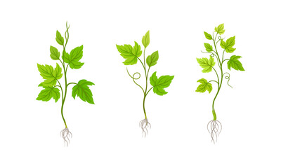 Naklejka premium Young grape seedlings with root and green leaves vector illustration