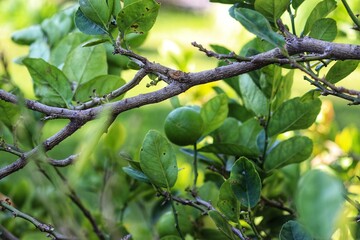 A small lemon tree in the garden.