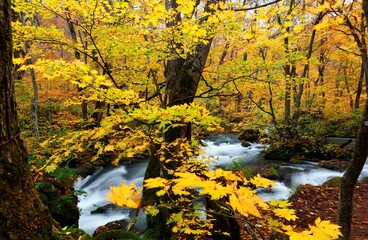 Mysterious Oirase Stream flowing through the autumn forest in Towada Hachimantai National Park in Aomori, Northeastern Japan ~ Scenery of Japanese fall foliage in a golden forest and a beautiful river