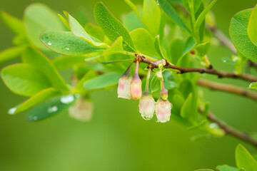 A flowering bog blueberry on a rainy day in summer