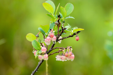 A flowering bog blueberry on a rainy day in summer