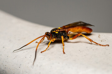 An Ichneumon wasp resting on a plate