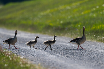 A Greylag goose family walking along a road
