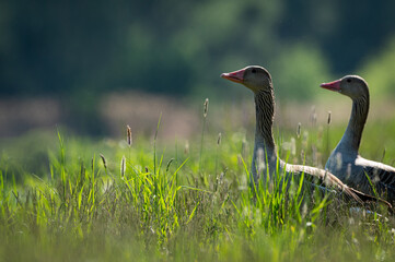 Portrait of a greylag goose standing in a meadow