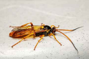 An Ichneumon wasp resting on a plate