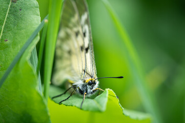 A clouded Apollo butterfly resting in a meadow